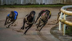 Kilcohan Greyhound race 