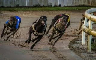 Kilcohan Greyhound race