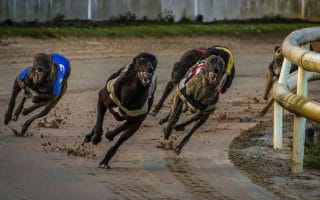 Greyhound racing