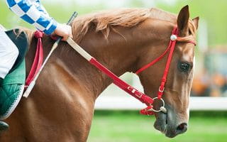 A Thoroughbred Horse on the Racetrack