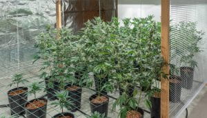 Room with Cannabis Plants 
