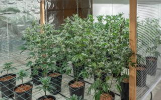 Room with Cannabis Plants