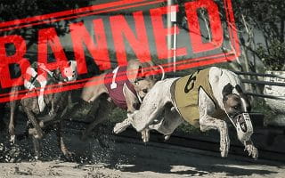 Balap Greyhound untuk Amal Akan Segera Dilarang di Inggris 